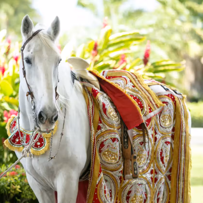 Horses on Hire